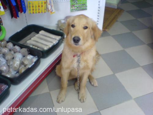 paşa Erkek Golden Retriever