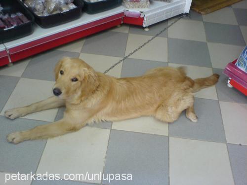 paşa Erkek Golden Retriever