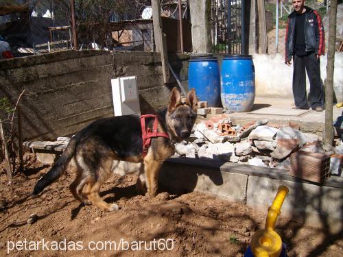 barut Erkek Alman Çoban Köpeği