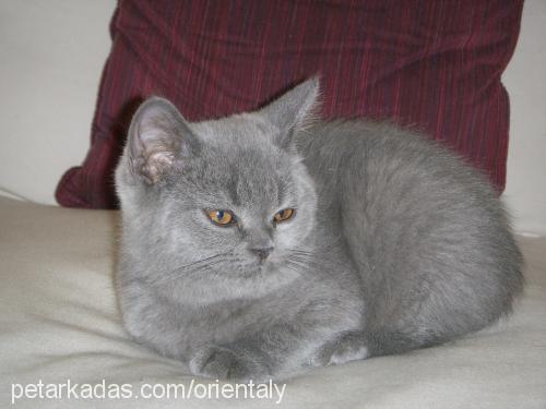 rasha Dişi British Shorthair