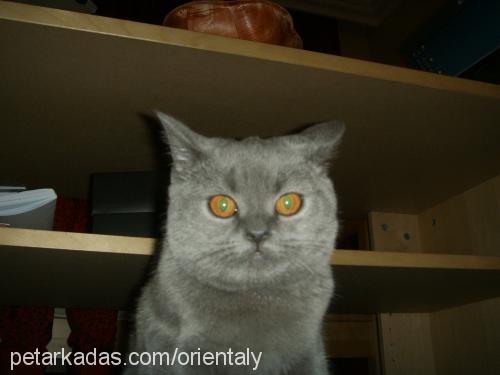 rasha Dişi British Shorthair