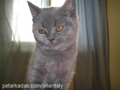 rasha Dişi British Shorthair