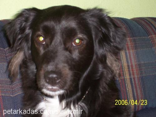 Şİla Dişi Border Collie