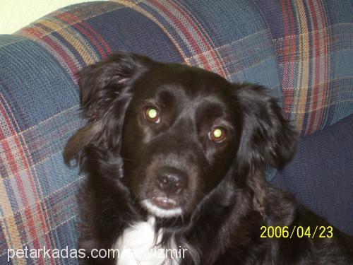 Şİla Dişi Border Collie