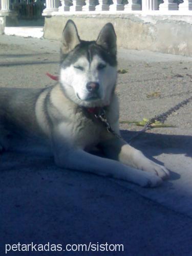 Çakil Dişi Sibirya Kurdu (Husky)