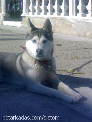 Çakil Dişi Sibirya Kurdu (Husky)