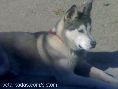 Çakil Dişi Sibirya Kurdu (Husky)