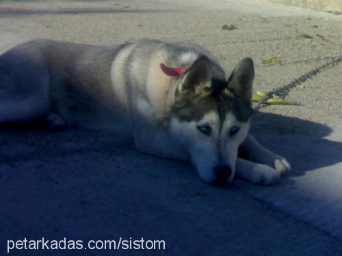 Çakil Dişi Sibirya Kurdu (Husky)