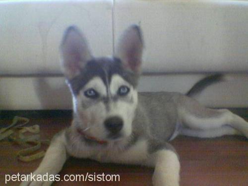 Çakil Dişi Sibirya Kurdu (Husky)