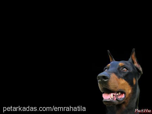 paŞha Erkek Doberman Pinscher