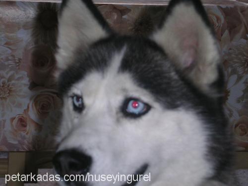 lena Dişi Sibirya Kurdu (Husky)