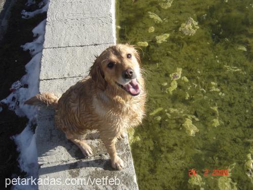 lena Dişi Golden Retriever