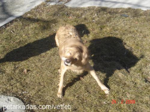 lena Dişi Golden Retriever