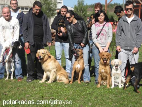 duman Erkek Rottweiler