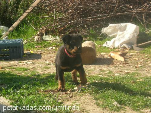 ceex Erkek Rottweiler