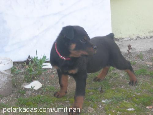 ceex Erkek Rottweiler