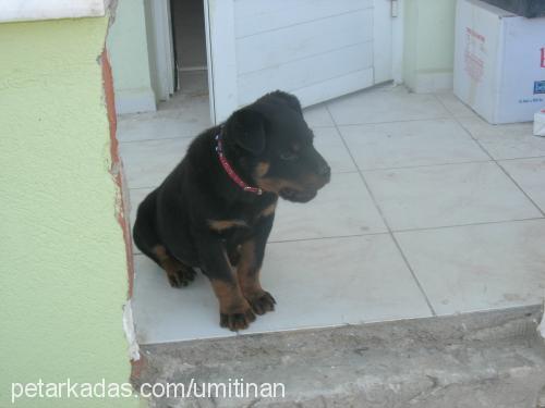 ceex Erkek Rottweiler