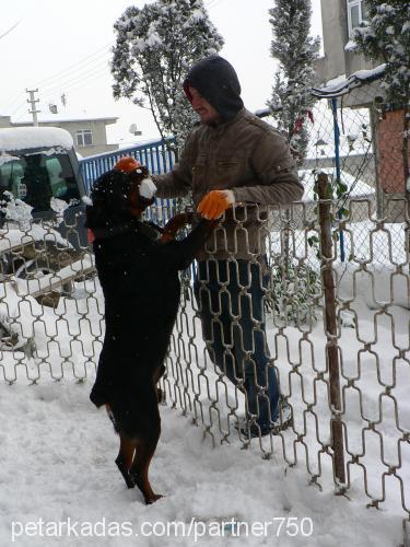 REİS Erkek Rottweiler