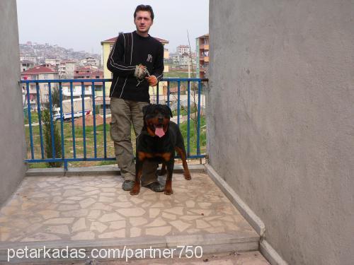 REİS Erkek Rottweiler