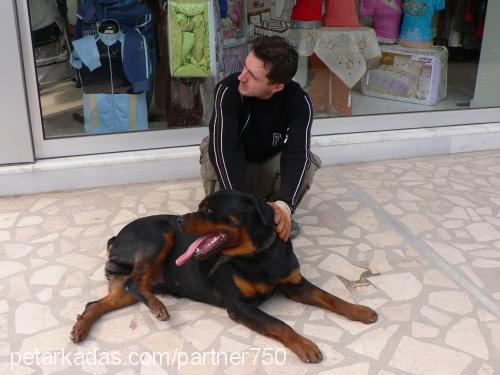 REİS Erkek Rottweiler