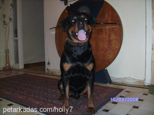 hector Erkek Rottweiler