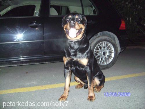 hector Erkek Rottweiler