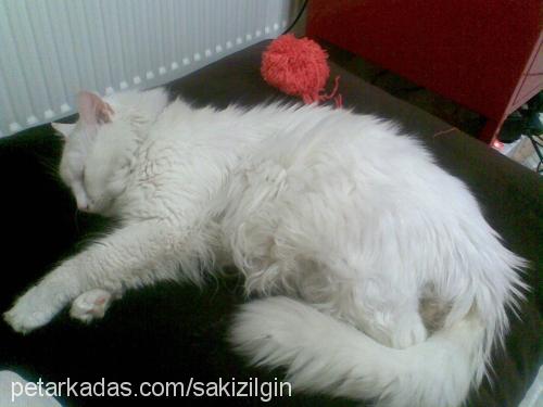 sakız Erkek Ankara Kedisi (Angora)