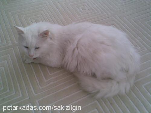 sakız Erkek Ankara Kedisi (Angora)