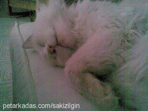 sakız Erkek Ankara Kedisi (Angora)