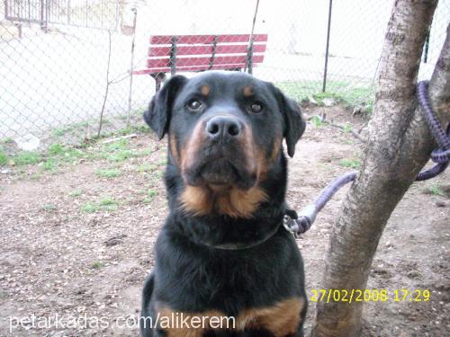 daf Erkek Rottweiler