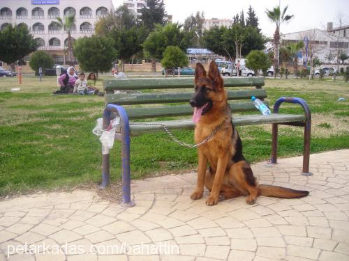 lucky Dişi Alman Çoban Köpeği