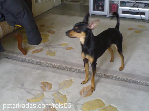 reis Erkek Minyatür Pinscher