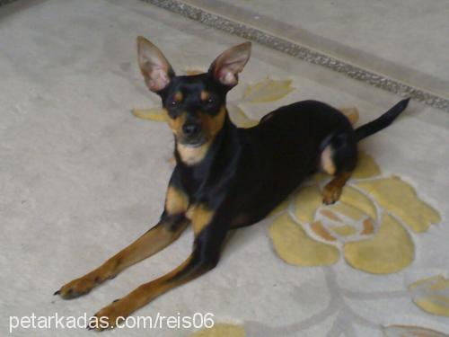 reis Erkek Minyatür Pinscher