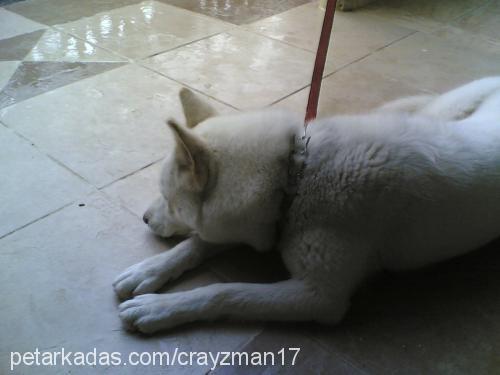 prenses Dişi Sibirya Kurdu (Husky)