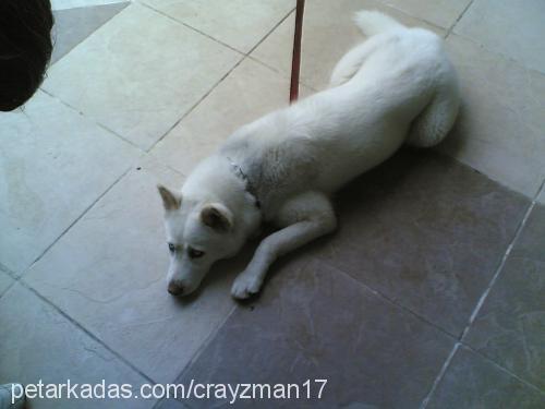 prenses Dişi Sibirya Kurdu (Husky)