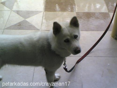 prenses Dişi Sibirya Kurdu (Husky)