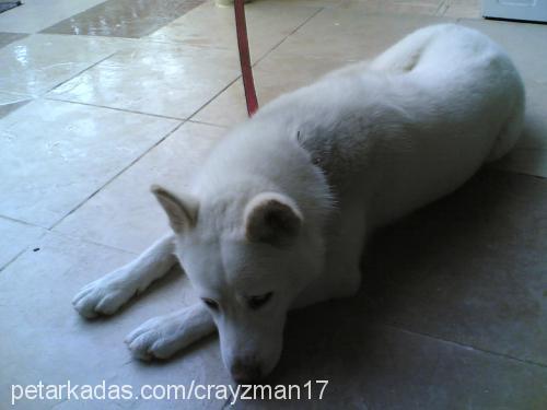 prenses Dişi Sibirya Kurdu (Husky)