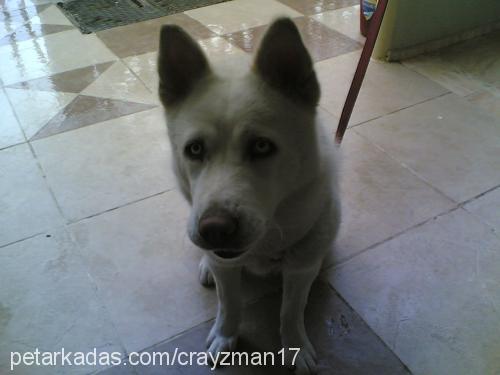 prenses Dişi Sibirya Kurdu (Husky)