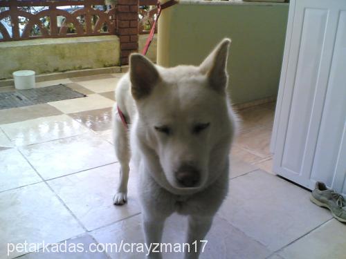 prenses Dişi Sibirya Kurdu (Husky)