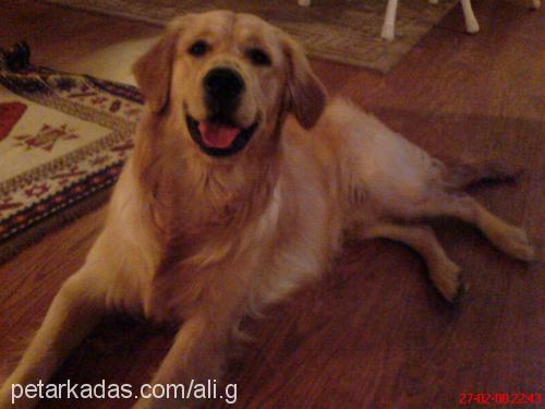 can Erkek Golden Retriever