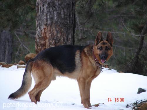 dost Erkek Alman Çoban Köpeği