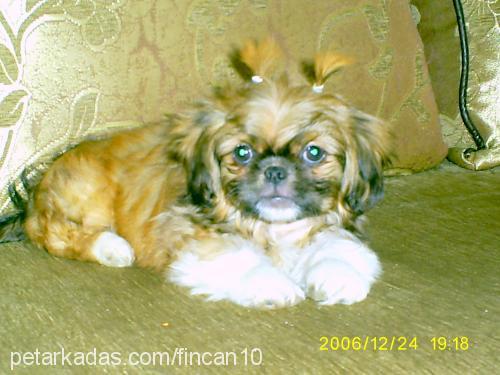 fincan Erkek Pekingese