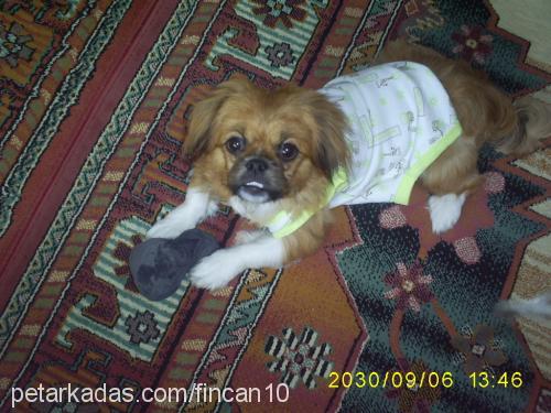 fincan Erkek Pekingese