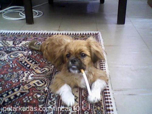 fincan Erkek Pekingese