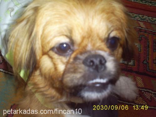 fincan Erkek Pekingese