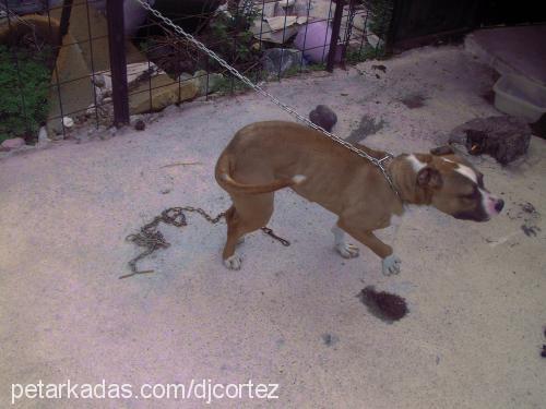 emİ Dişi Amerikan Staffordshire Terrier