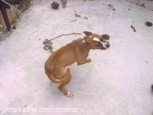 emİ Dişi Amerikan Staffordshire Terrier