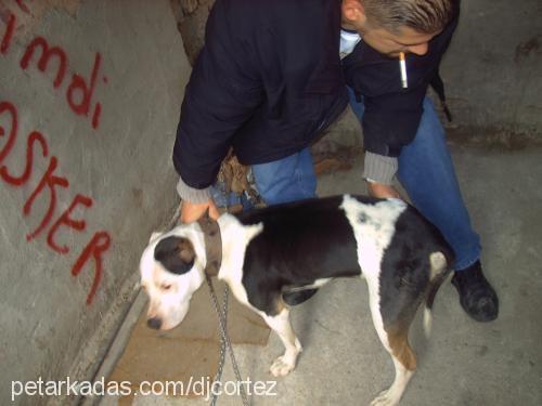 tyson Erkek Amerikan Staffordshire Terrier