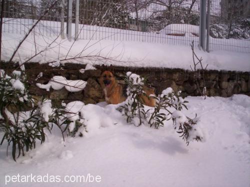 rüzgar Dişi Alman Çoban Köpeği