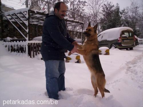 rüzgar Dişi Alman Çoban Köpeği